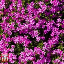 Phlox Subulata 'Red Wings' -Garden Central Sales Store PHLO KB4202 A
