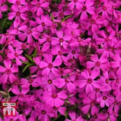 Phlox Subulata 'Red Wings' -Garden Central Sales Store PHLO KB4202 B1