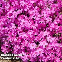 Creeping Phlox Trio Collection -Garden Central Sales Store PHLO DRUMSPINK L30184
