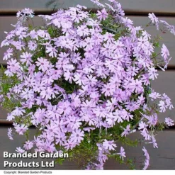 Creeping Phlox Trio Collection -Garden Central Sales Store PHLO FORTHILL L366471