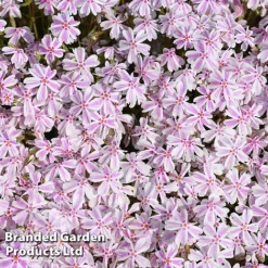 Creeping Phlox Trio Collection -Garden Central Sales Store PHLO KIMONO L37590