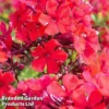 Phlox Paniculata 'Starfire'