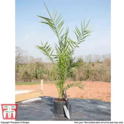 Phoenix Palm -Garden Central Sales Store PHOE T16993 F