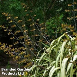 Phormium 'Cream Delight'