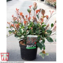 Photinia Fraseri 'Little Red Robin' -Garden Central Sales Store PHOT T68445 B
