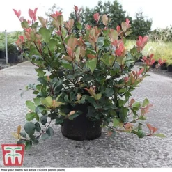 Photinia Fraseri 'Little Red Robin' -Garden Central Sales Store PHOT T68445 C