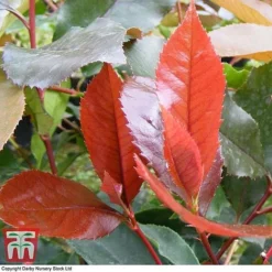 Photinia X Fraseri 'Scarlet Blaze' -Garden Central Sales Store PHOT TKA0787 C