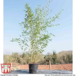 Bisset's Bamboo -Garden Central Sales Store PHYL KB0589 E