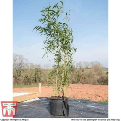 Bisset's Bamboo -Garden Central Sales Store PHYL KB0589 F