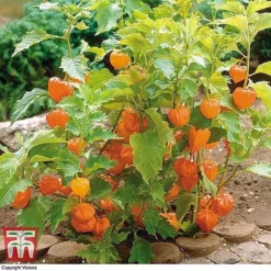 Everlasting Perennial Collection -Garden Central Sales Store PHYS 10631 A2