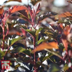 Physocarpus Opulifolius 'Diable D'Or' -Garden Central Sales Store PHYS T58248 B