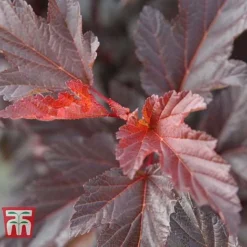 Physocarpus Opulifolius 'Diable D'Or' -Garden Central Sales Store PHYS T58248 D