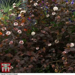 Physocarpus Opulifolius 'Lady In Red' -Garden Central Sales Store PHYS T58482 D