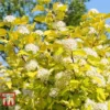 Physocarpus Opulifolius 'Angel Gold'