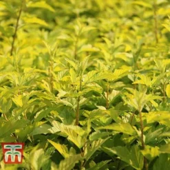 Physocarpus Opulifolius 'Angel Gold' -Garden Central Sales Store PHYS T66378 D