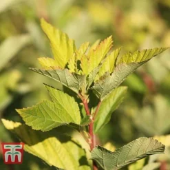 Physocarpus Opulifolius 'Angel Gold' -Garden Central Sales Store PHYS T66378 F