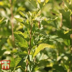 Physocarpus Opulifolius 'Angel Gold' -Garden Central Sales Store PHYS T66378 G