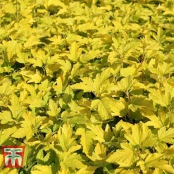 Physocarpus Opulifolius 'Angel Gold' -Garden Central Sales Store PHYS T66378 I