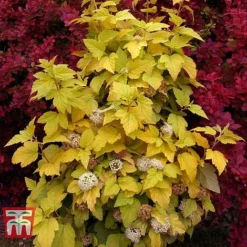 Physocarpus Opulifolius 'Angel Gold' -Garden Central Sales Store PHYS T66378 K