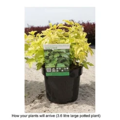Physocarpus Opulifolius 'Annys Gold' -Garden Central Sales Store PHYS T68146 B h