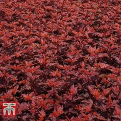 Physocarpus Opulifolius 'Little Angel' -Garden Central Sales Store PHYS T68148 C
