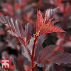 Physocarpus Opulifolius 'Little Angel' -Garden Central Sales Store PHYS T68148 E