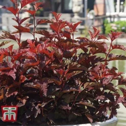 Physocarpus Opulifolius 'Little Angel' -Garden Central Sales Store PHYS T68148 G