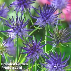 Phyteuma Scheuchzeri