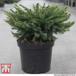 Picea Abies 'Nidiformis' -Garden Central Sales Store PICE T66385 D