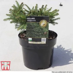Picea Abies 'Nidiformis' -Garden Central Sales Store PICE T66385 E