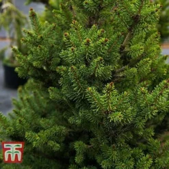 Picea Abies 'Wills Zwerg'