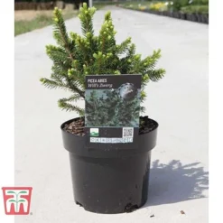Picea Abies 'Wills Zwerg' -Garden Central Sales Store PICE T66387 D