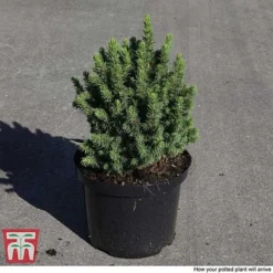 Picea Glauca 'Alberta Globe' -Garden Central Sales Store PICE T66388 C