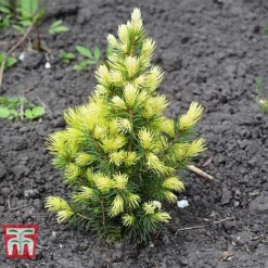 Picea Glauca 'Rainbows End'