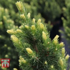 Picea Glauca 'Rainbows End' -Garden Central Sales Store PICE T66392 C