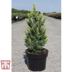 Picea Glauca 'Rainbows End' -Garden Central Sales Store PICE T66392 D