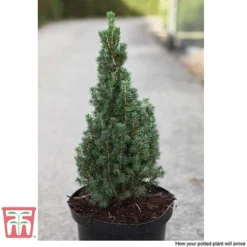 Picea Glauca 'Zuckerhut' -Garden Central Sales Store PICE T66394 C