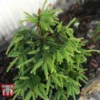 Picea Abies 'Acrocona'