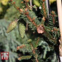 Picea Abies 'Acrocona' -Garden Central Sales Store PICE TKA3320 D