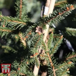 Picea Abies 'Acrocona' -Garden Central Sales Store PICE TKA3320 E