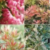 Pieris Collection