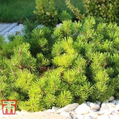 Pinus Mugo 'Pumilio Group' -Garden Central Sales Store PINU T58029 B