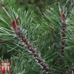 Pinus Mugo 'Pumilio Group'