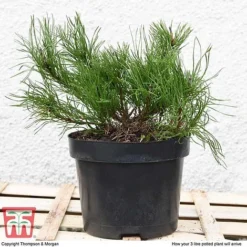 Pinus Mugo 'Pumilio Group' -Garden Central Sales Store PINU T58029 H