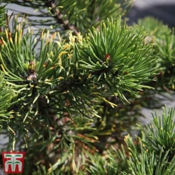 Pinus Mugo 'Carsten's Wintergold' (Standard)