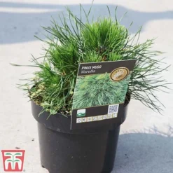 Pinus Mugo 'Varella' -Garden Central Sales Store PINU TKA3344 A
