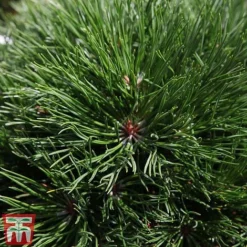 Pinus Mugo 'Varella' -Garden Central Sales Store PINU TKA3344 B