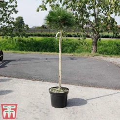 Pinus Nigra 'Marie Bregéon' (Standard) -Garden Central Sales Store PINU TKA3348 D