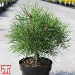 Pinus Nigra 'Pierrick Bregéon' -Garden Central Sales Store PINU TKA3354 B