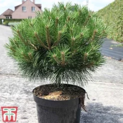 Pinus Nigra 'Pierrick Bregéon' -Garden Central Sales Store PINU TKA3354 C